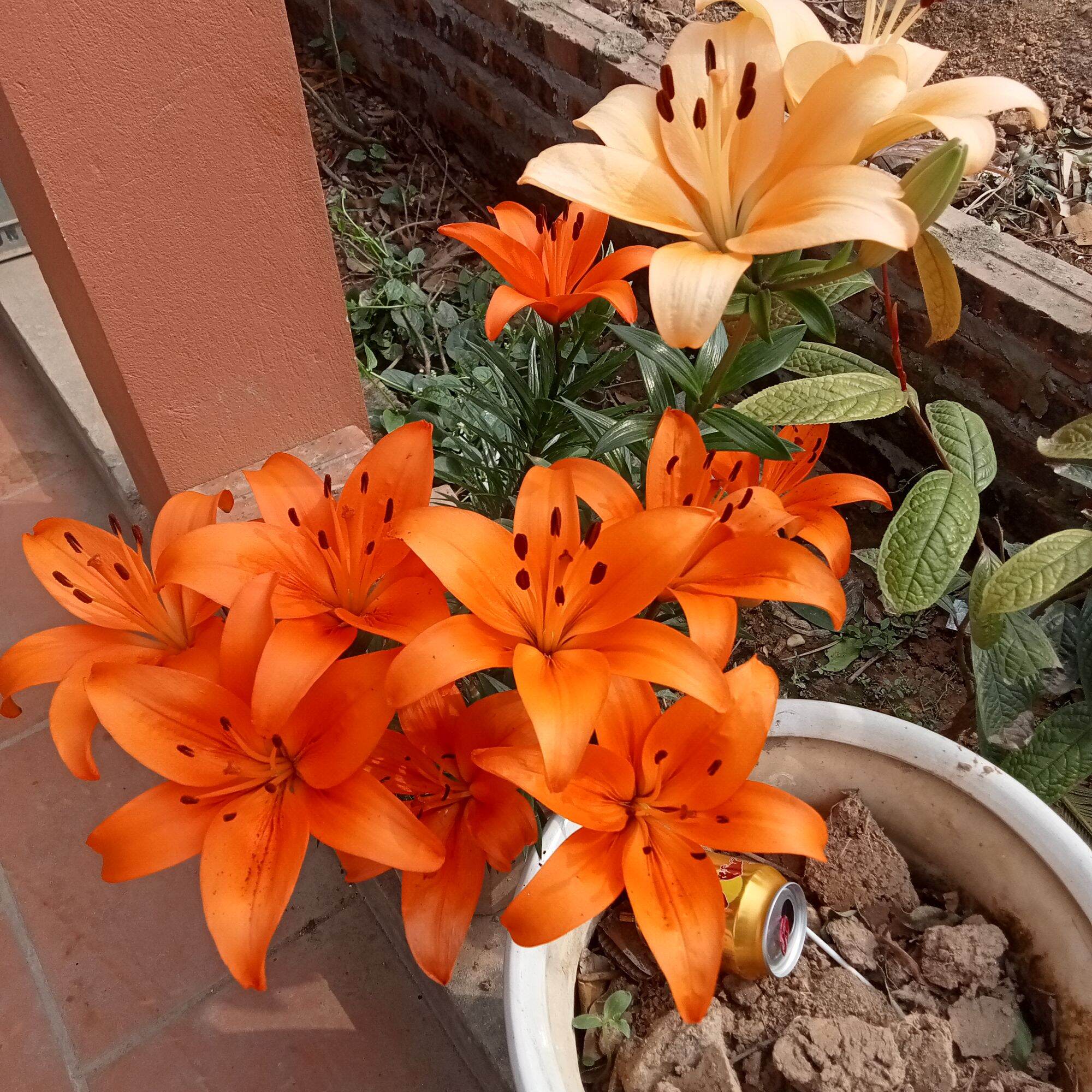 combo 20 củ hoa ly cao thơm