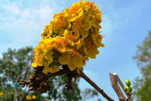 Mai Tiến Vua (giống mai đột biến NỤ hot nhất năm nay)