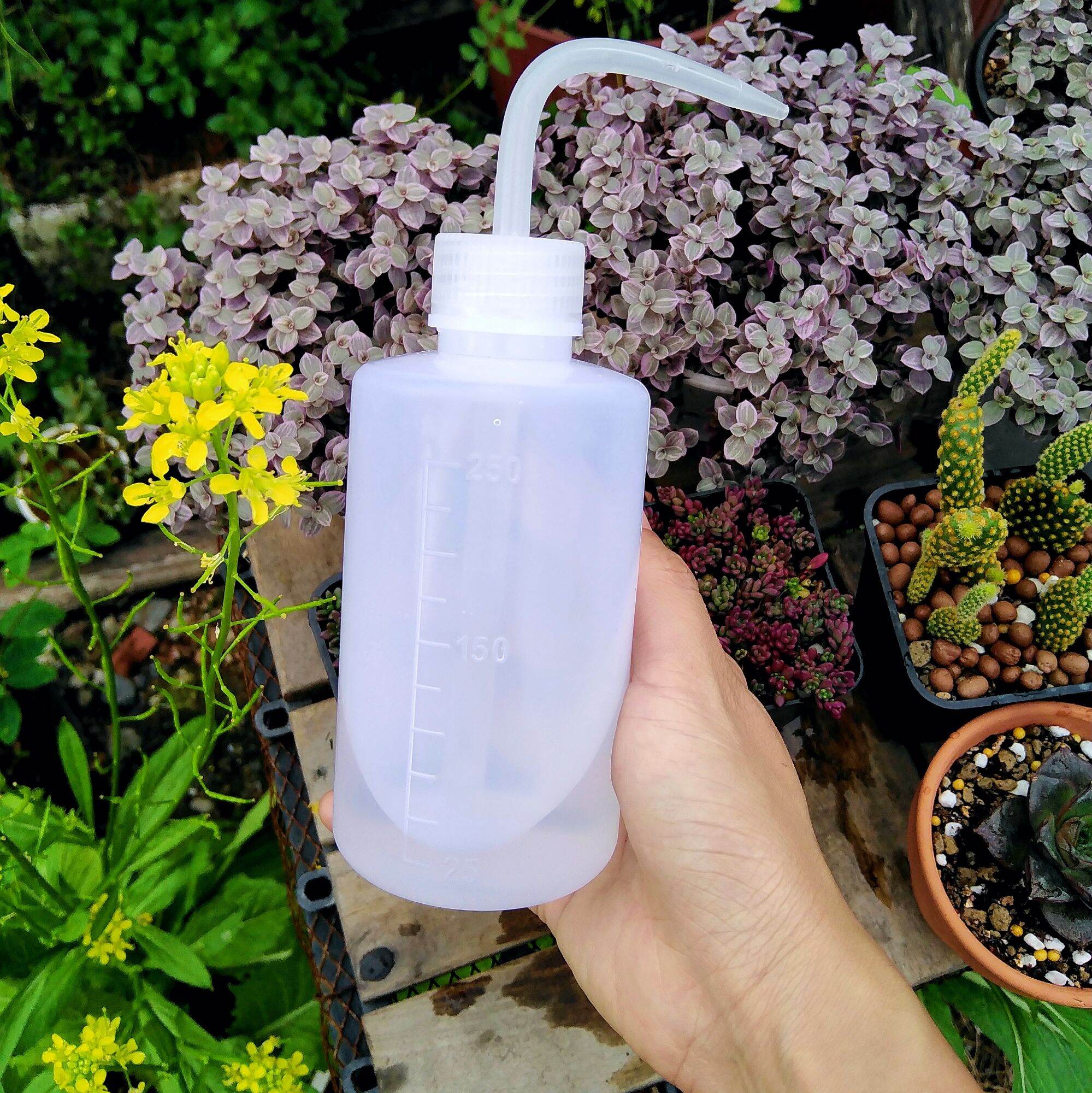 Bình Tưới Nước Sen Đá, Tiểu Cảnh 500ml/ 250ml
