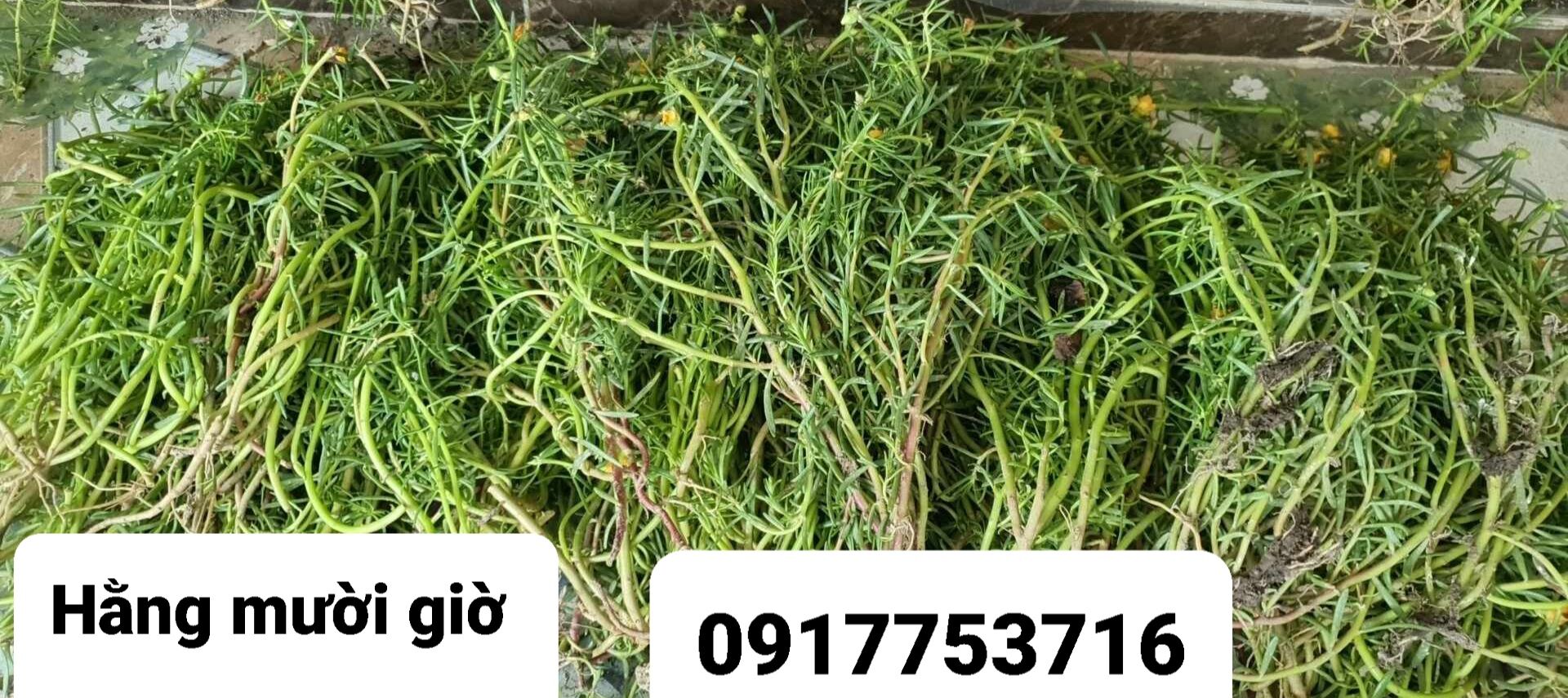 cành hoa mười giờ đỏ 1 ký