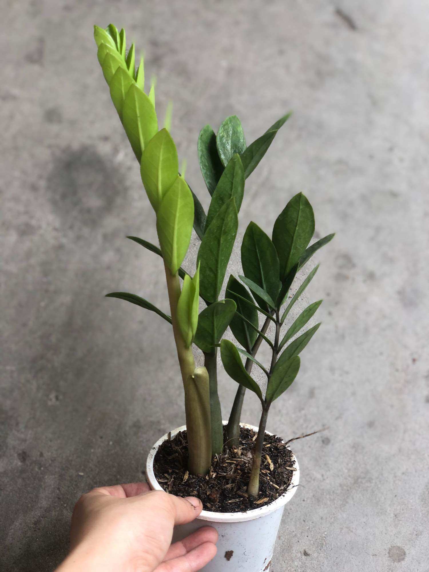 Cây kim tiền mini (không bao gồm chậu)