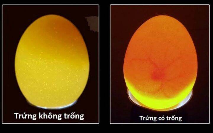 Trứng chim trĩ xanh đỏ combo 10 trứng ấp