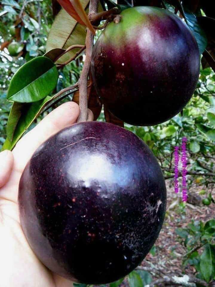 Cây giống vú sữa tím