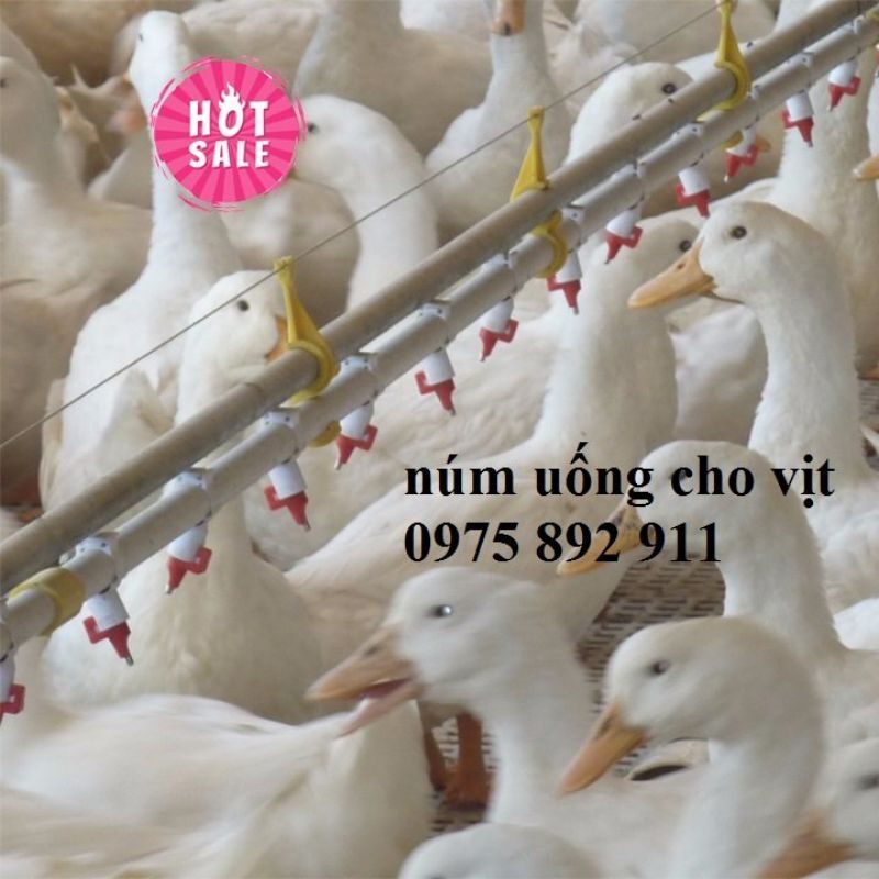 10 núm uống tự động cho vịt ngan