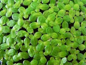 Bèo tấm thuỷ sinh - bèo nhí thuỷ sinh