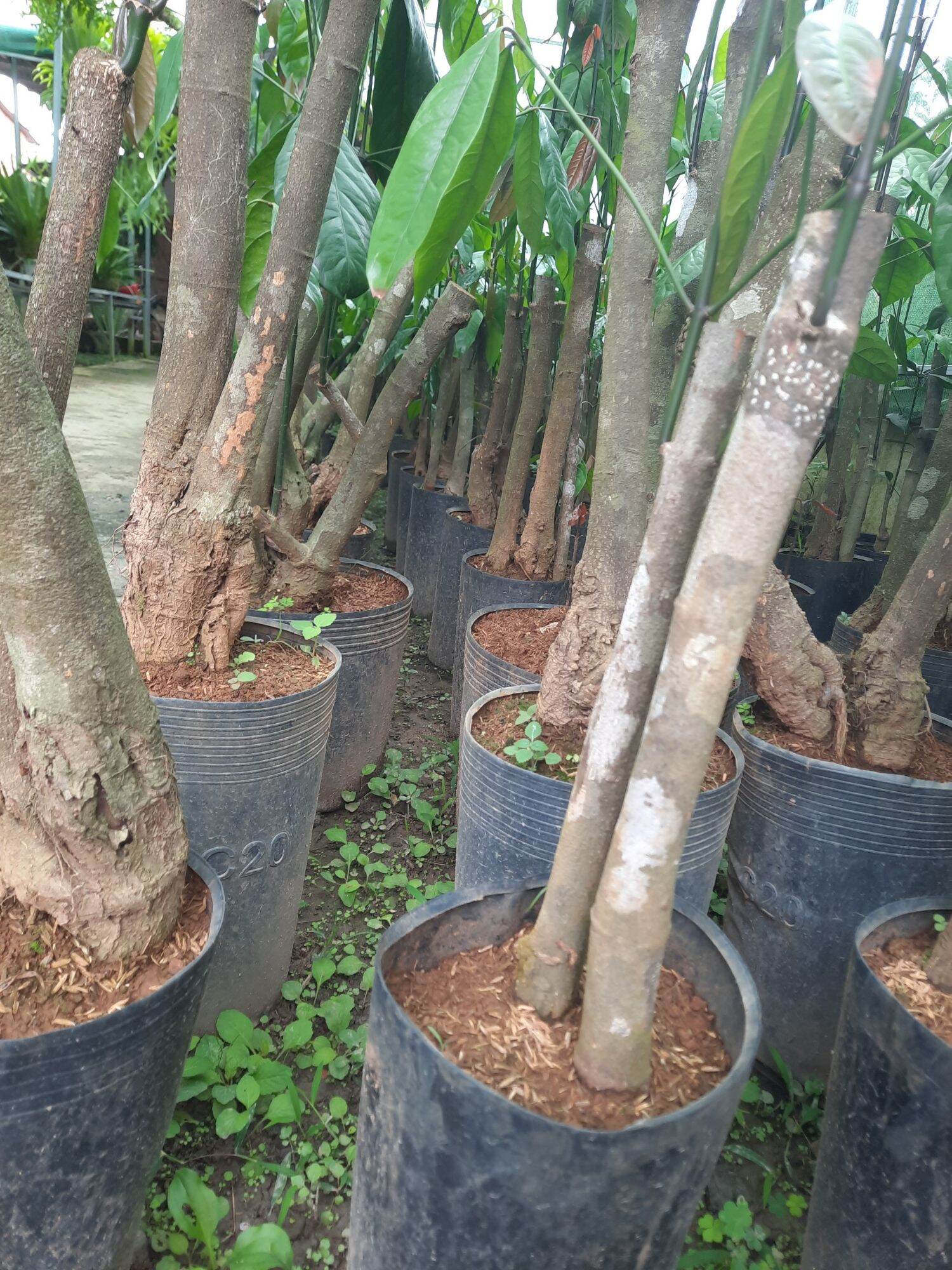 CÂY GIỐNG RAU BÉP RỪNG K'LONG - GỐC TO