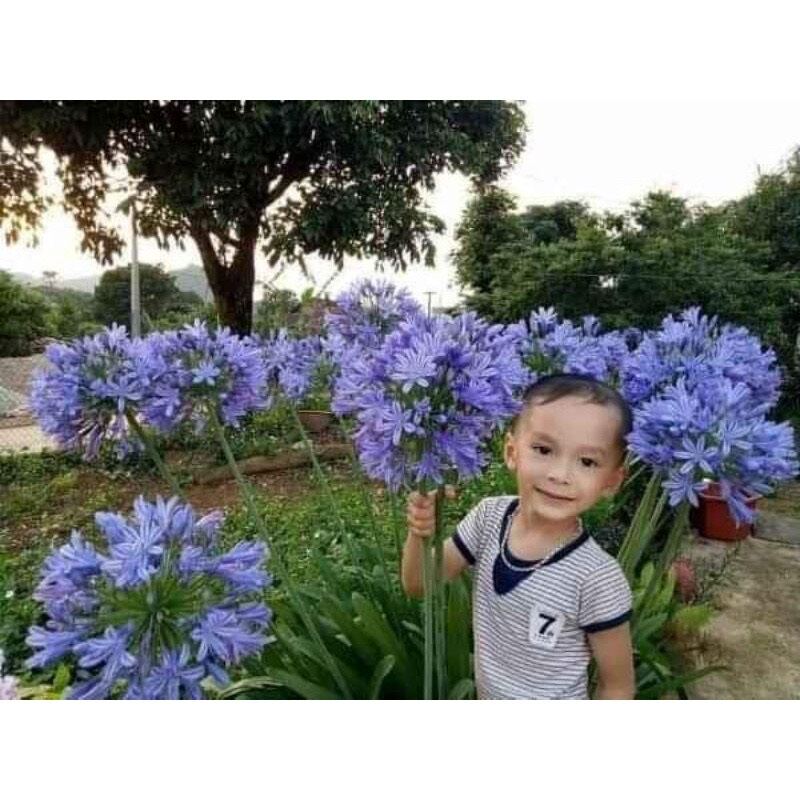 củ hoa thanh anh tím