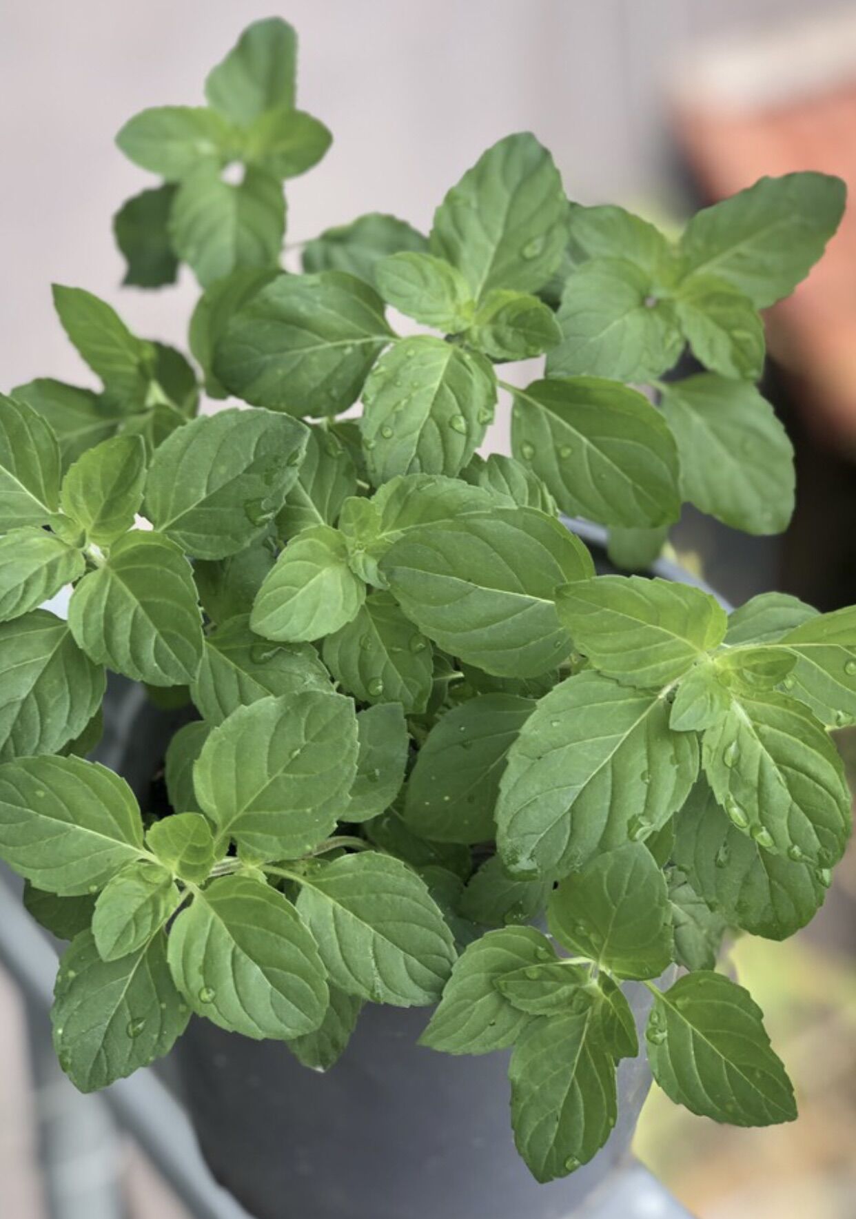 Chậu rau bạc hà Âu Basil mint có vị the mát- mùi thơm tinh dầu xua đuổi chuột