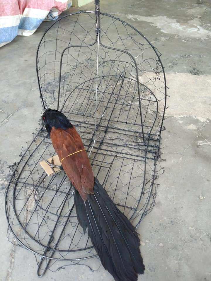 Mẹt bẫy bịp