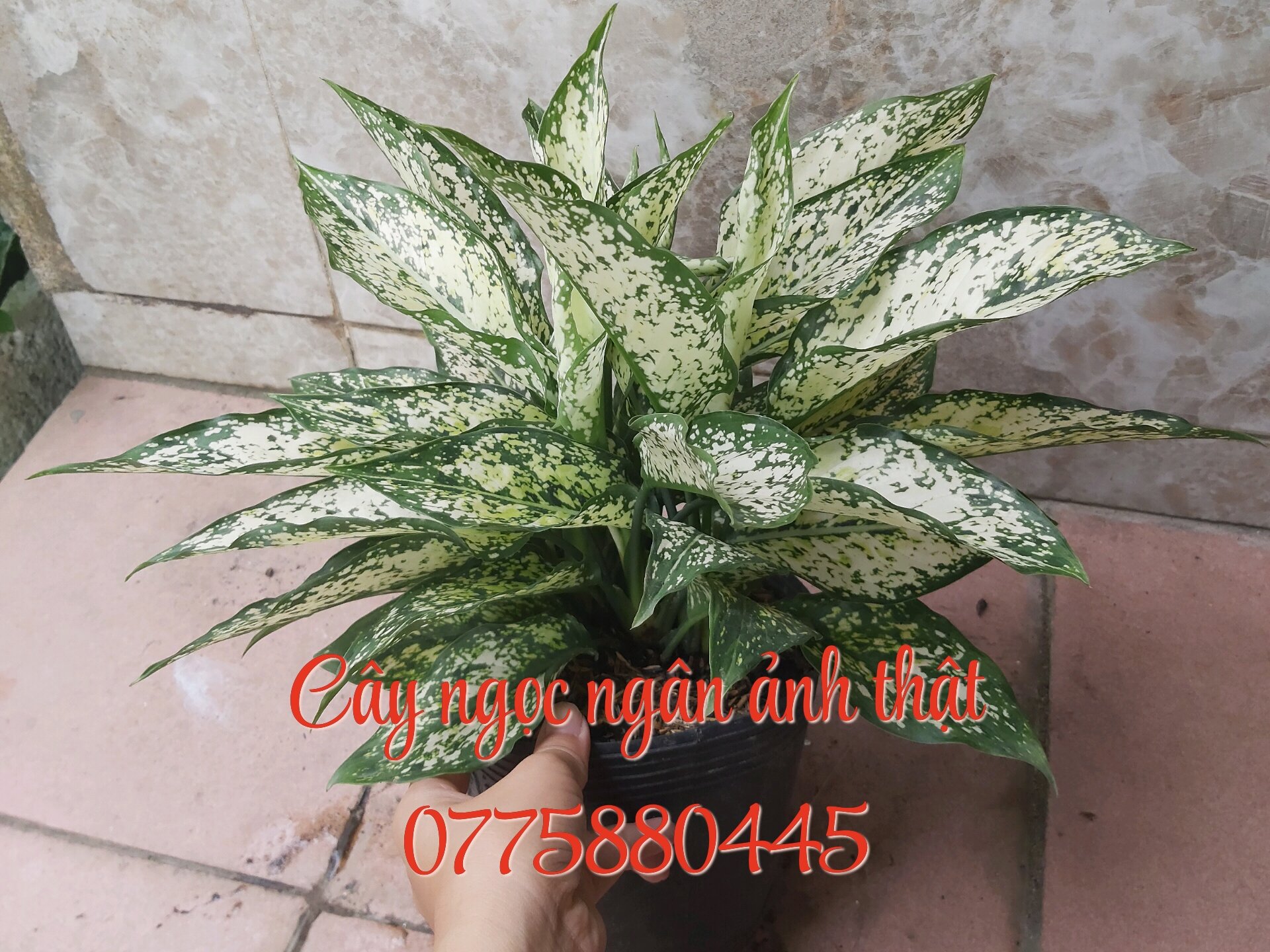 Cây ngọc ngân 3 thân trở lên
