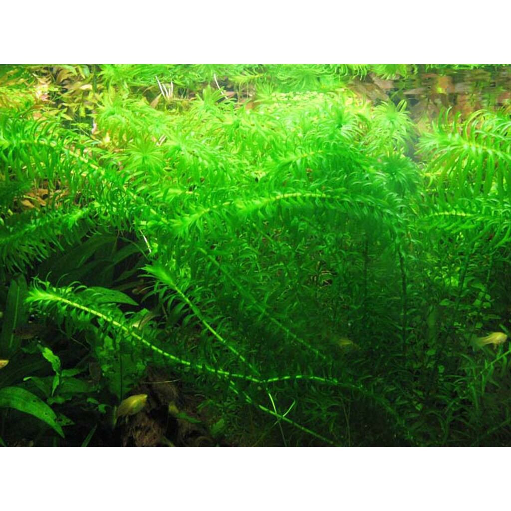 [HCM]Rồng Đuôi Chồn Úc - 5 Nhánh Rong Cung Cấp Oxy - Lọc Nước Mạnh Mẽ - Phát Triển Nhanh - Là Nơi Trú Ẩn Cho Cá Con