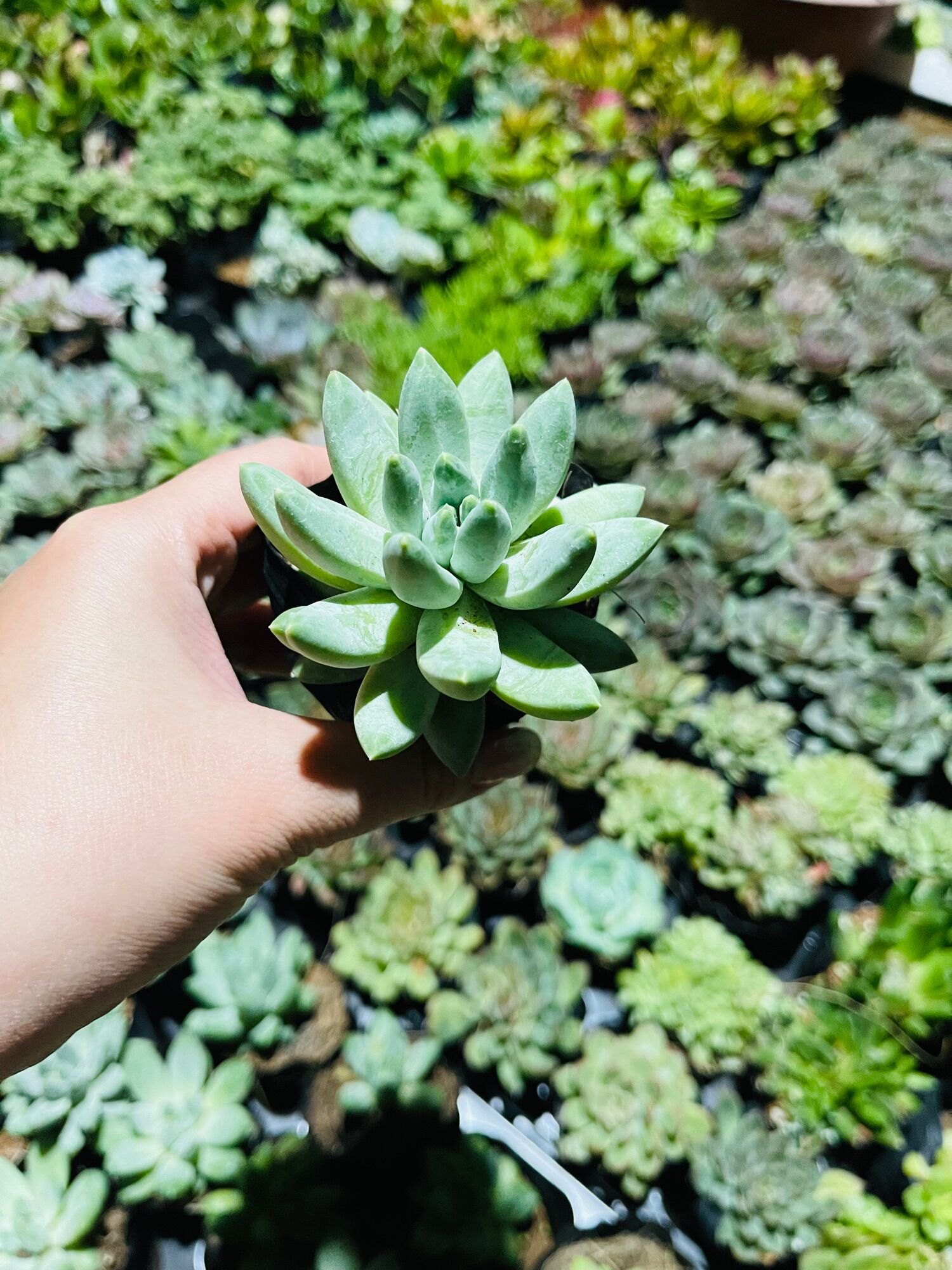 Sen đá kim cương size bầu 3-5 cm