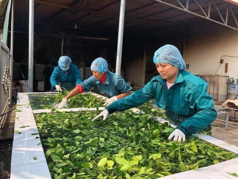 Cao thìa canh sạch  100gram - HTX Nông dược Yên Bái
