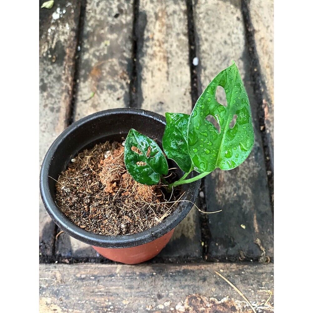 Cây giống Monstera adansonii Five Holes (Trầu Bà Lỗ, Quái Vật Lỗ)