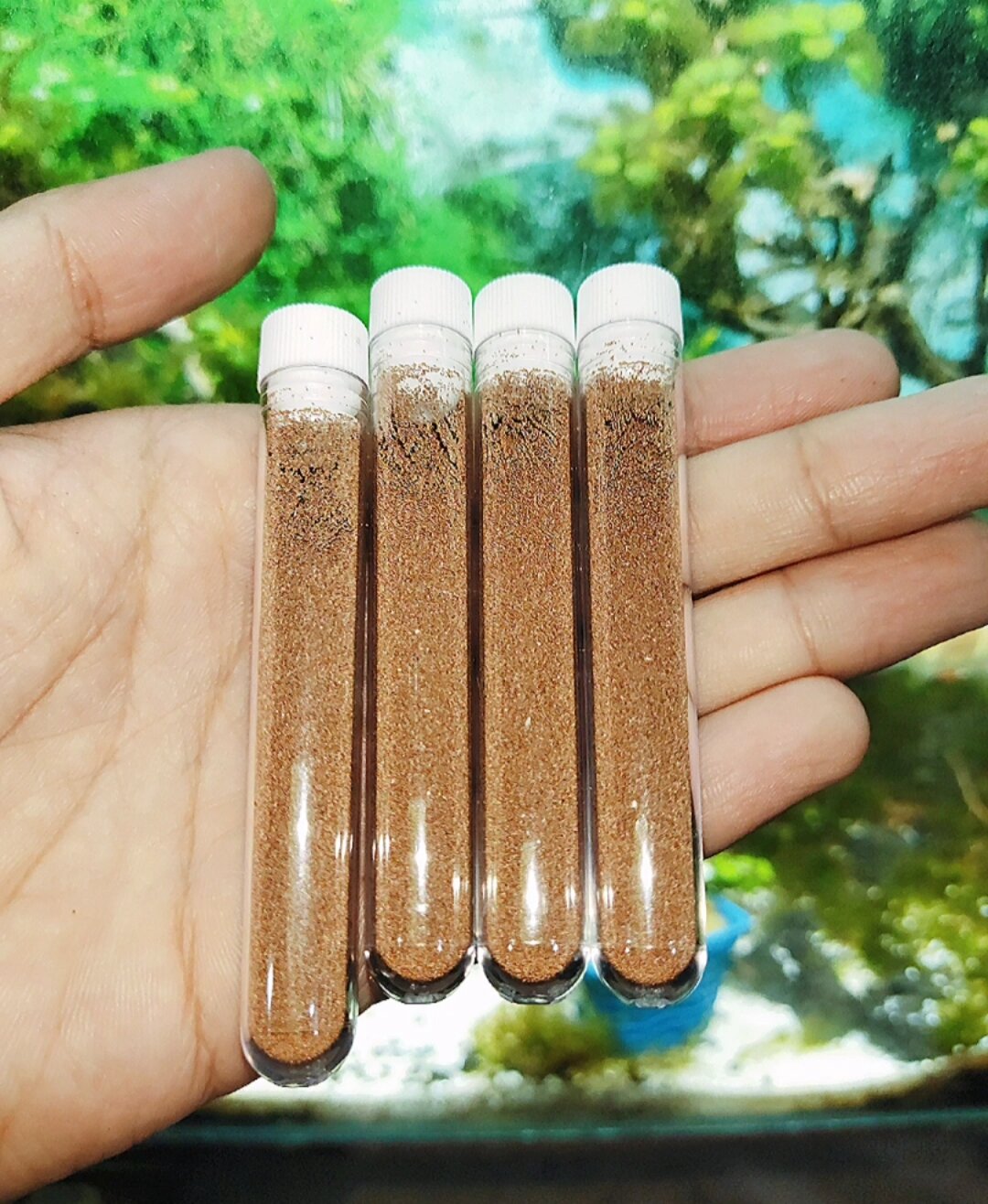 Trứng Artemia Vĩnh Châu