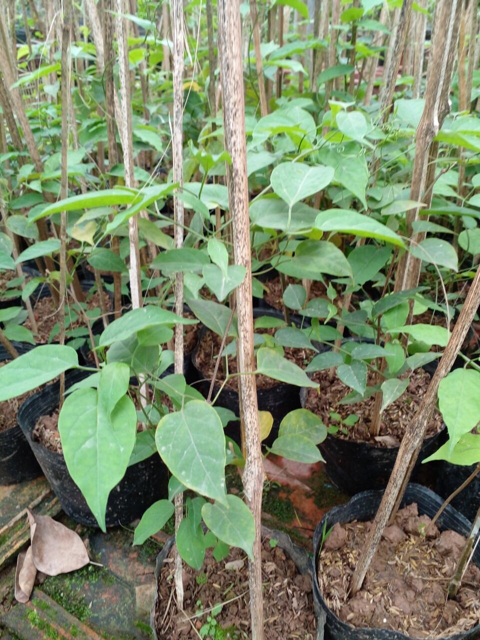 Cây giống hoa Chùm ớt