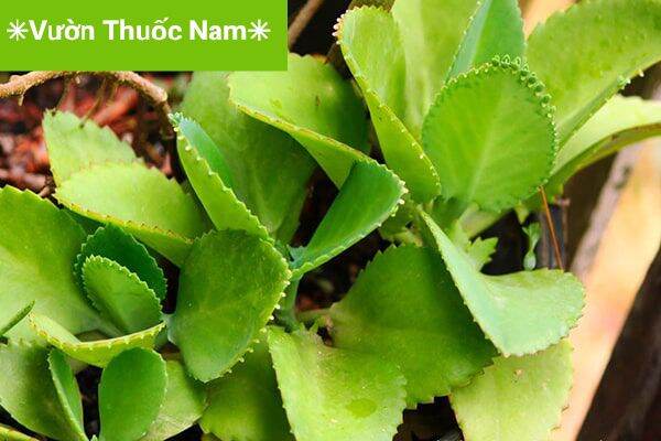Combo 2 cây sống đời con làm giống