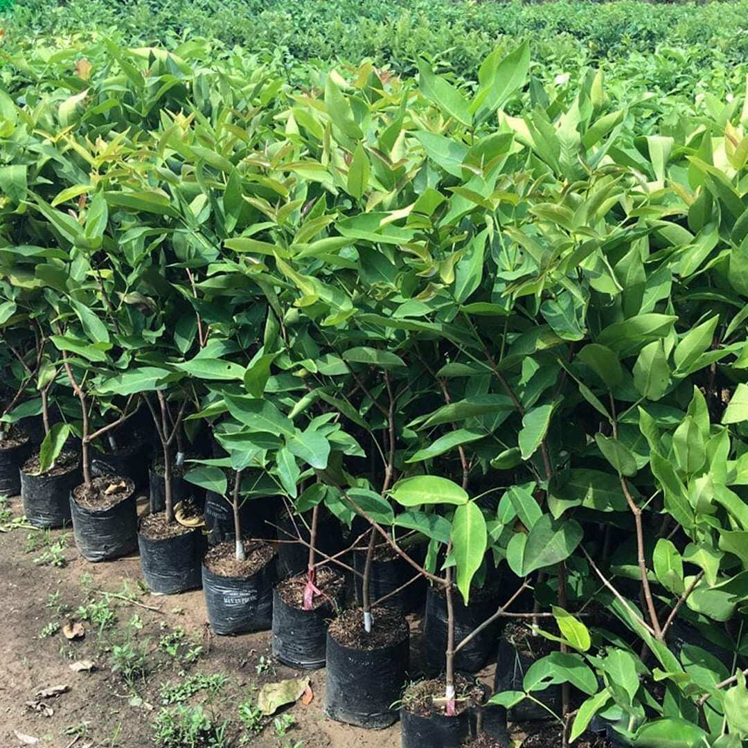 cây mận đường xanh