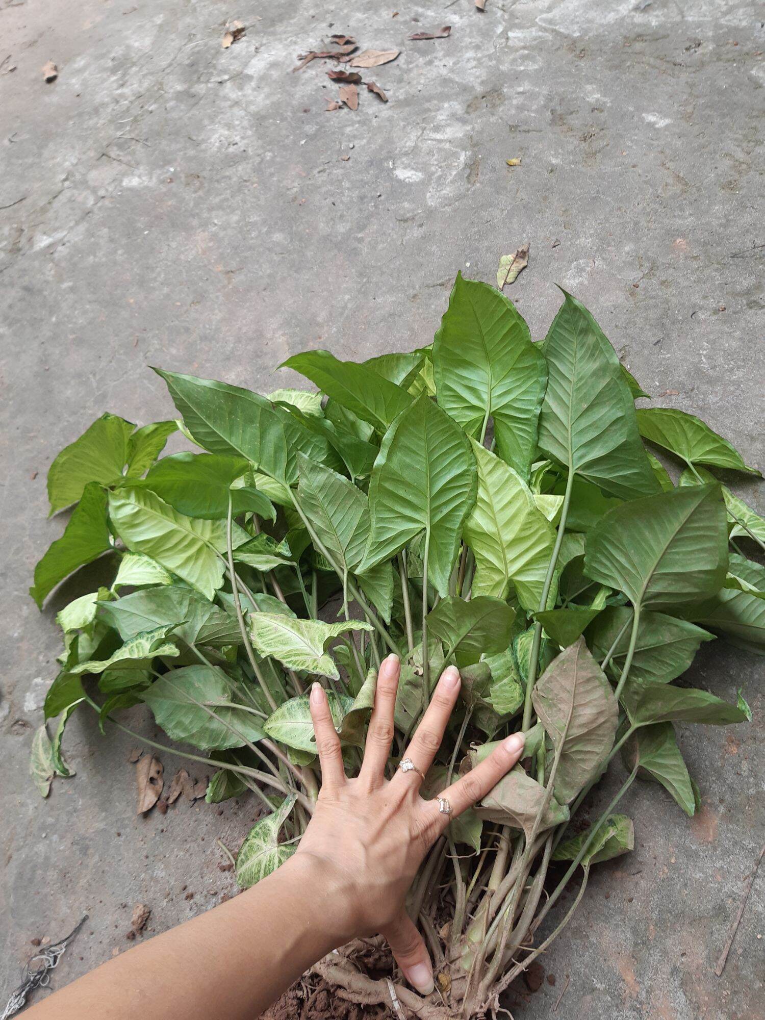 10 cây trầu bà trắng/tróc bạc/muống nhật..rễ trần