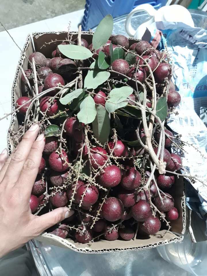 Cây giống nhãn xuồng tím