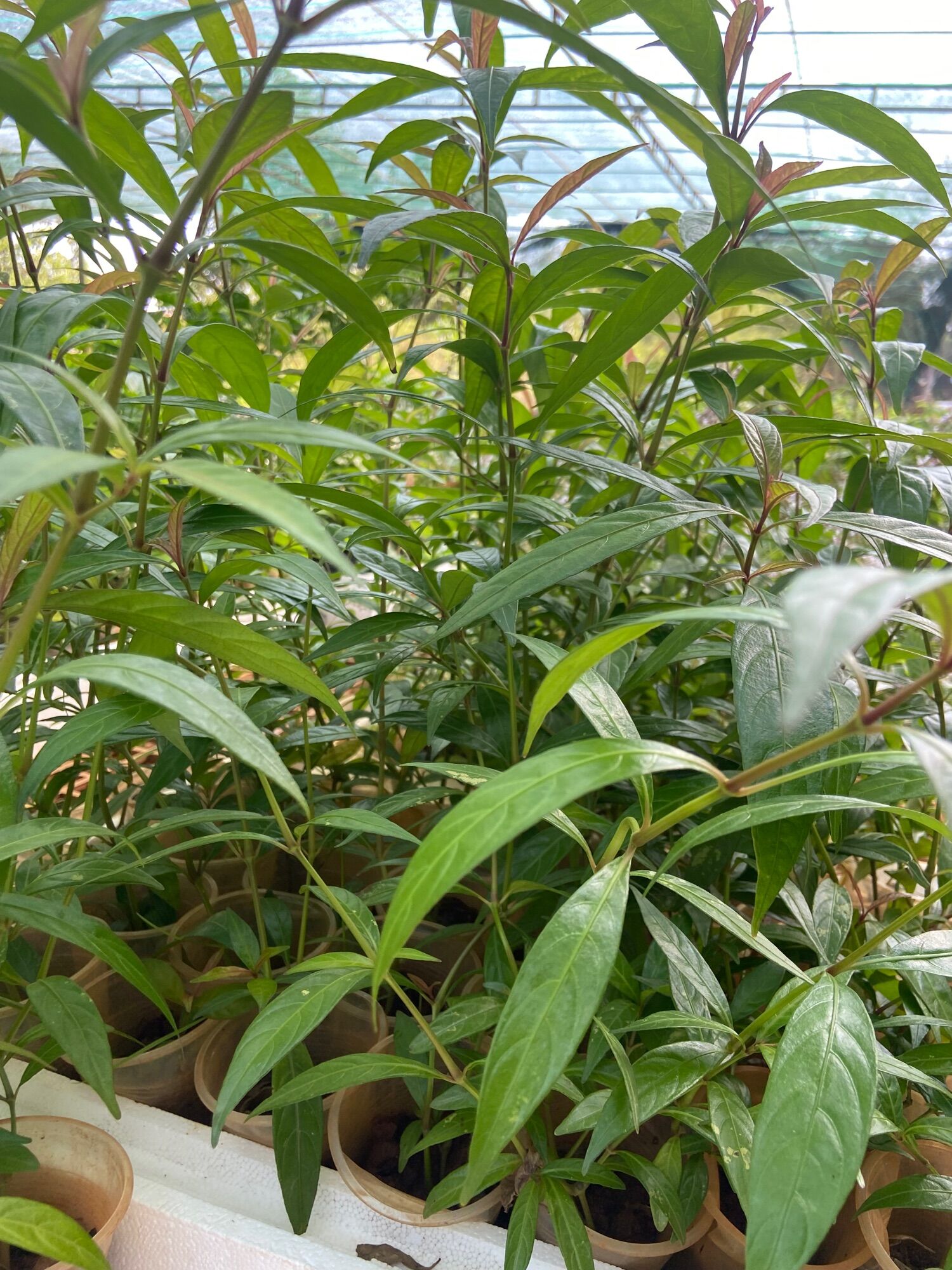 Cây hoàn ngọc đỏ