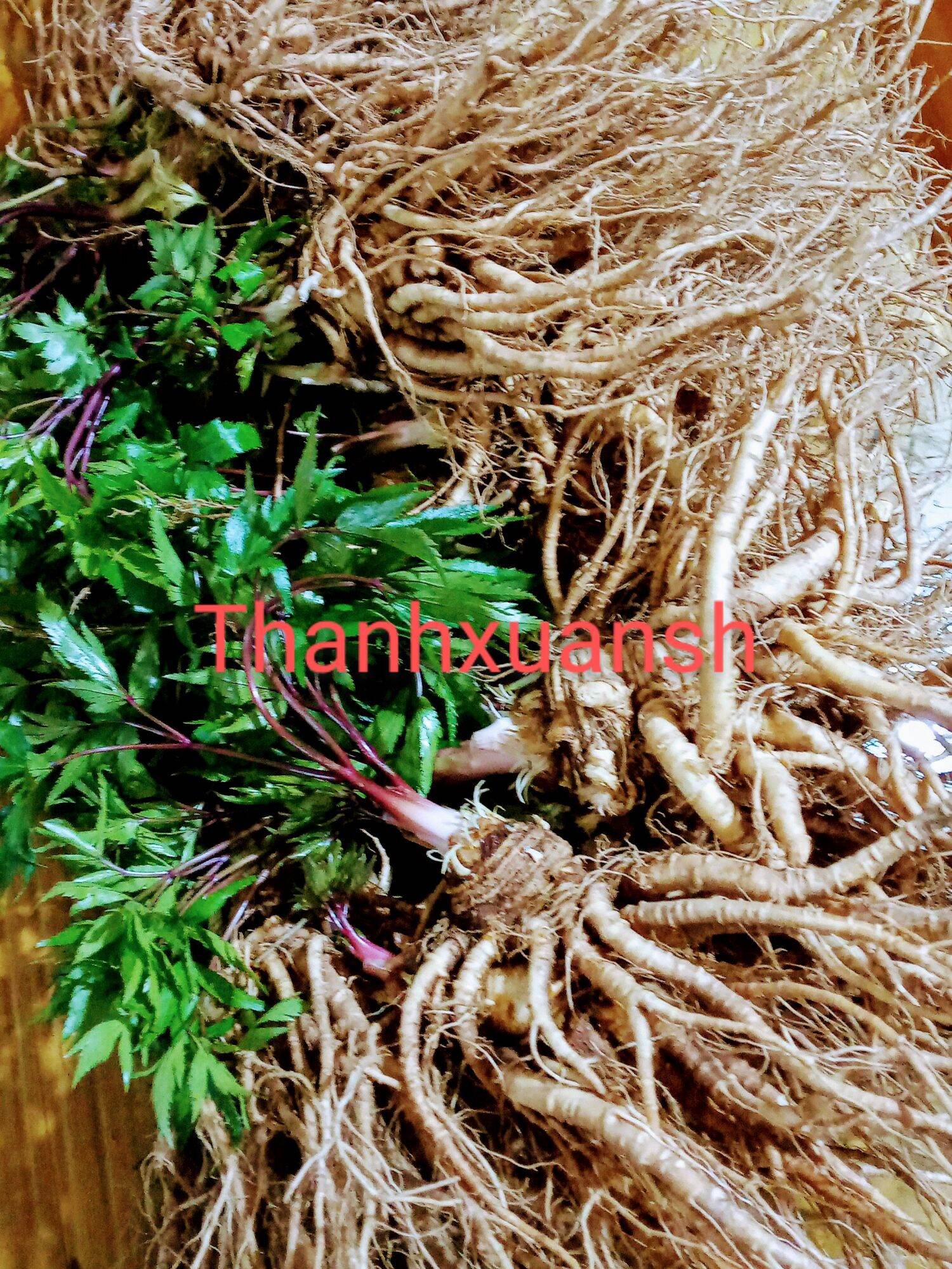 2kg Sâm đương quy tươi Sìn Hồ - Lai Châu