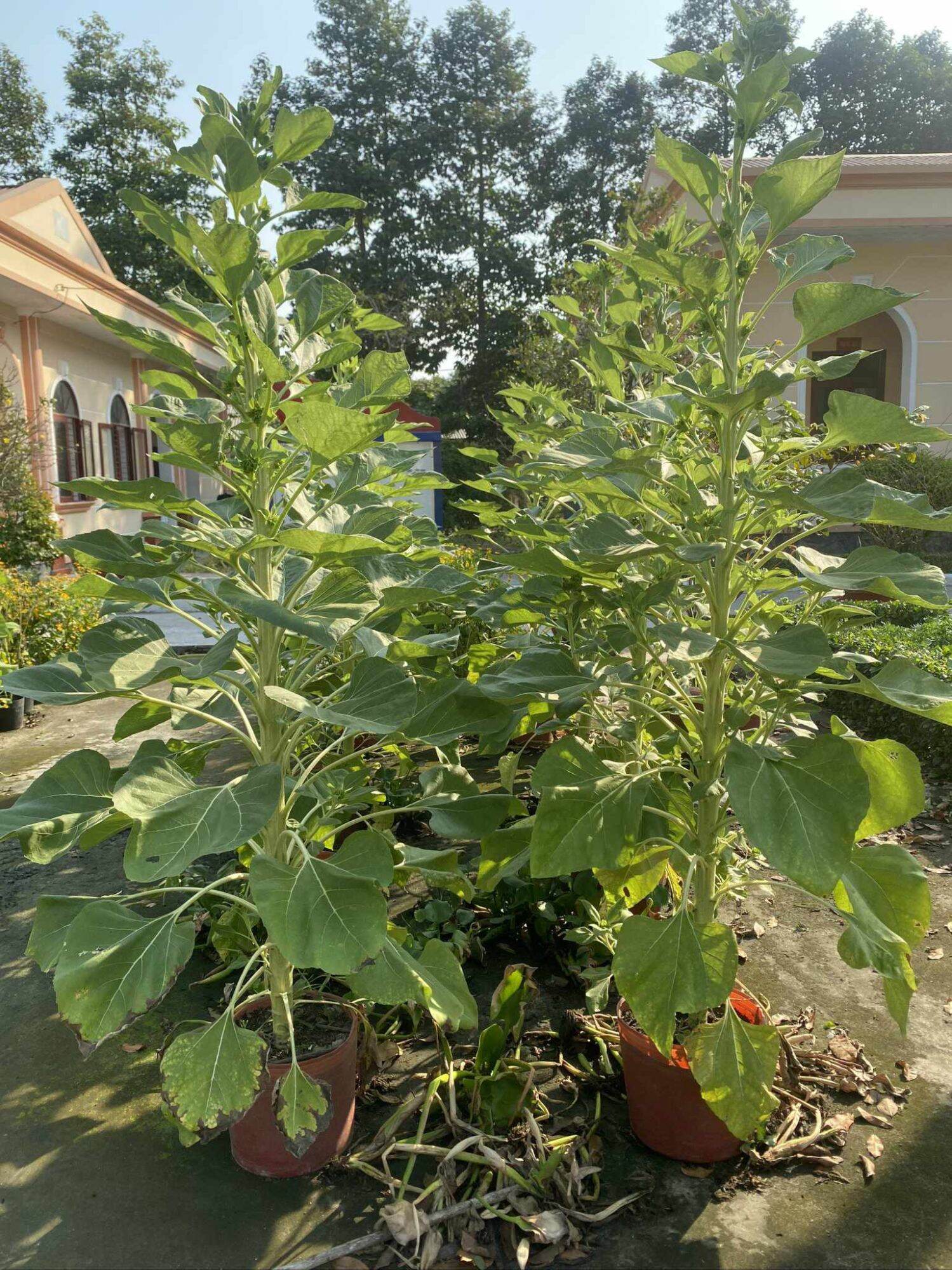 Hướng dương tháp siêu hoa