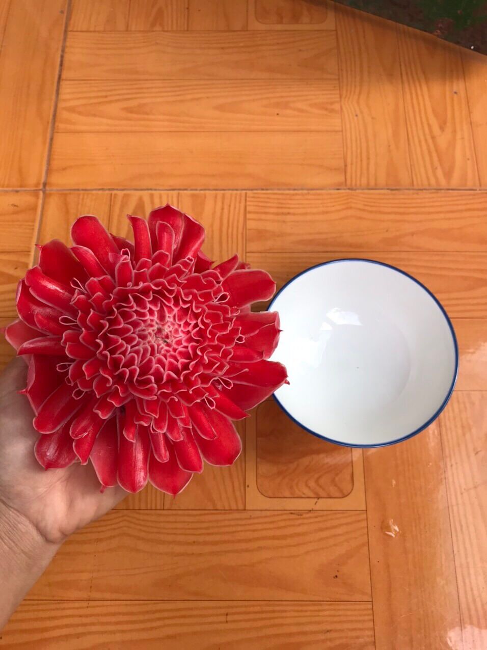 Củ giống Sen Cạn- Sen Đa Lộc- Cây Ngọn Đuốc (5 màu)