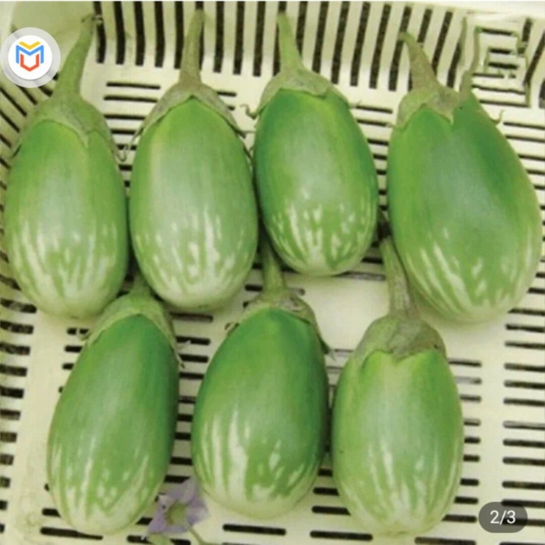 MP132 hạt giống cà trứng rồng