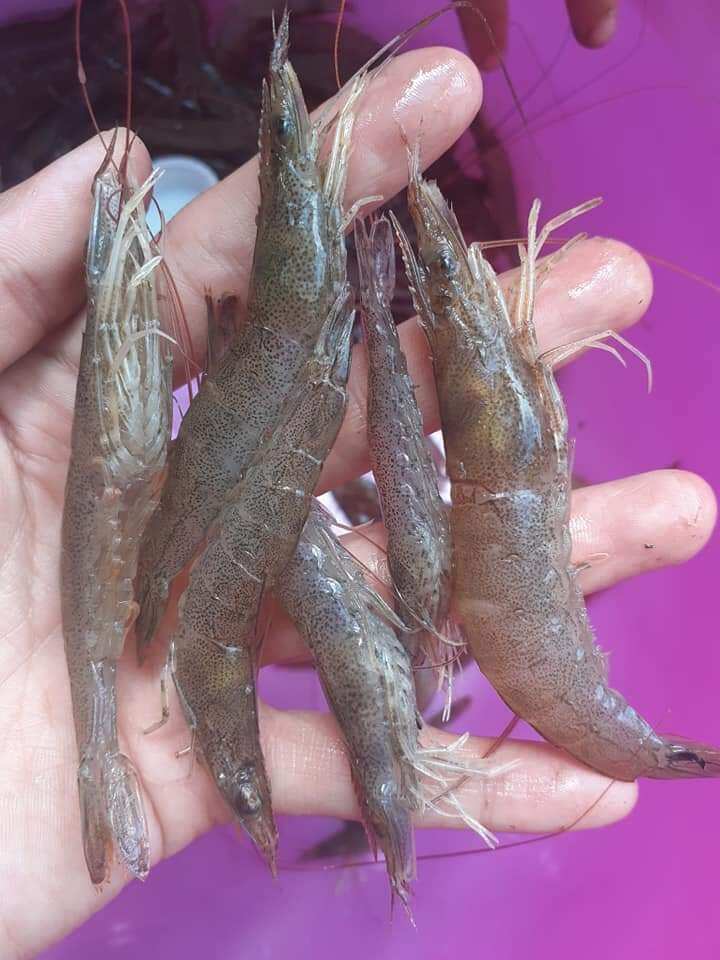500g mắm tép bạc đất
