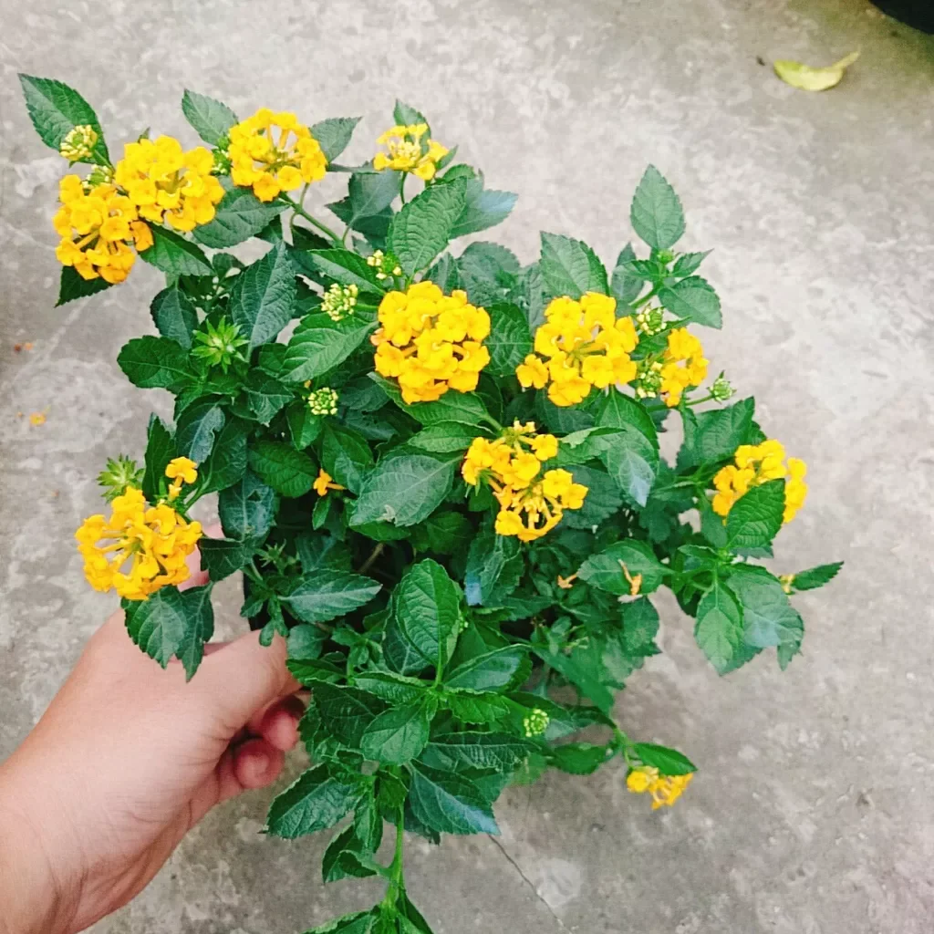 Hoa ngũ sắc vàng ( hoa trâm ổi)