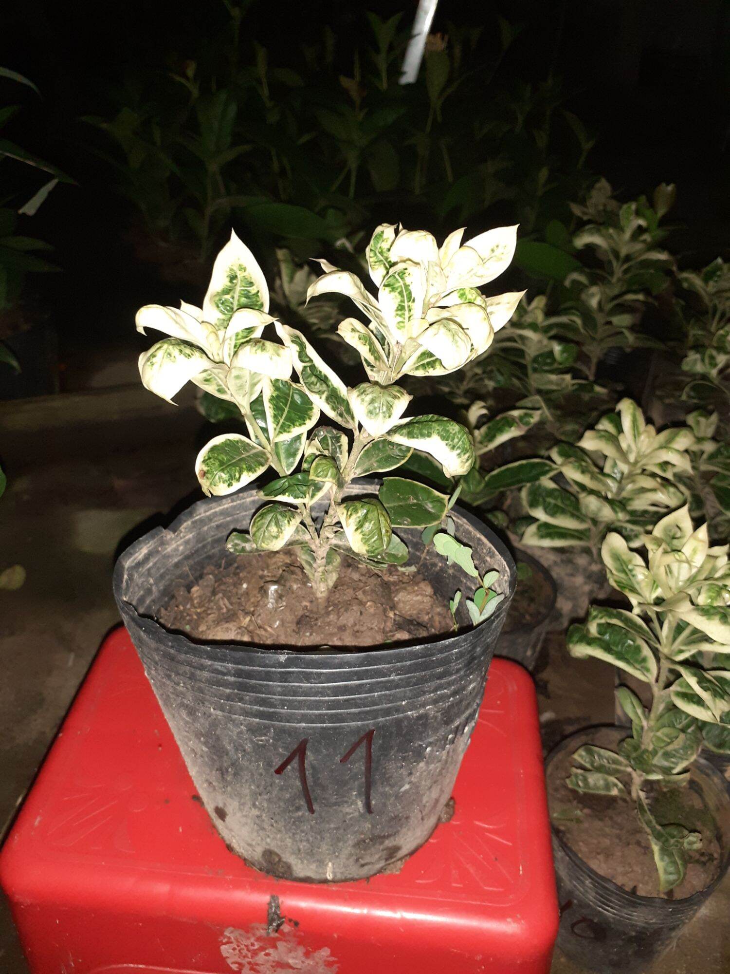 5 cây giống bông trang cẩm thạch