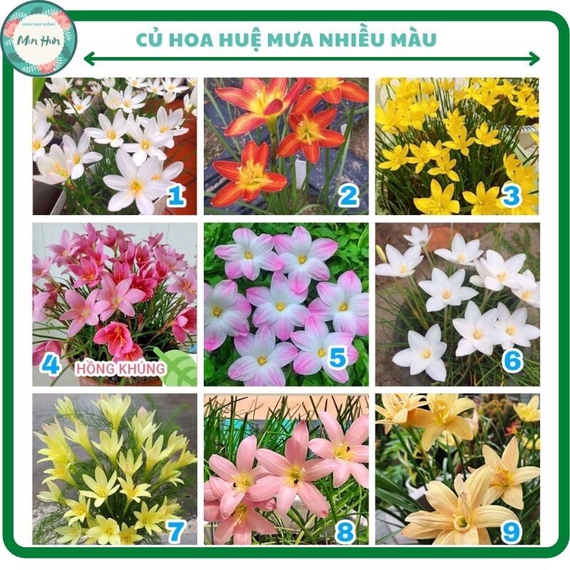 Củ hoa Huệ mưa ngoại giá sỉ
