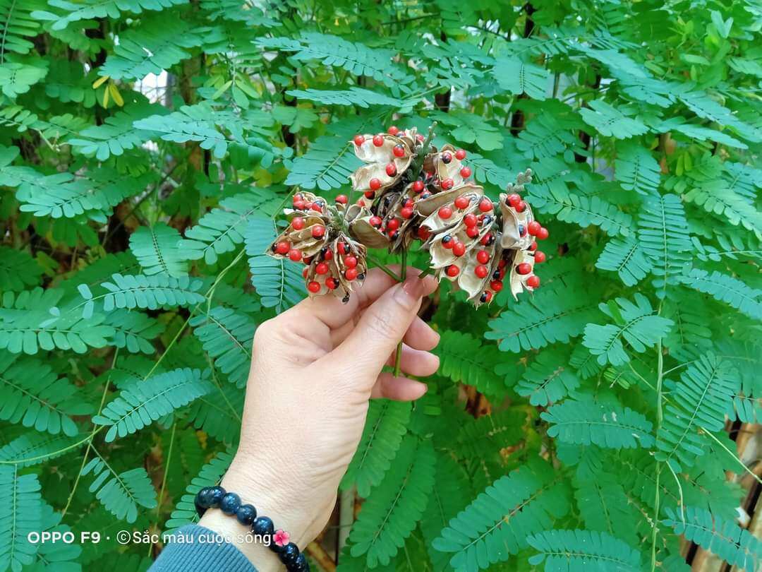 20 Hạt giống cam thảo dây/ chi chi/ tương tư