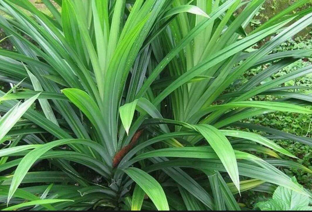 100Gr Lá Dứa (Lá Nếp ) Sấy Khô - Sạch - Thơm- Đẹp