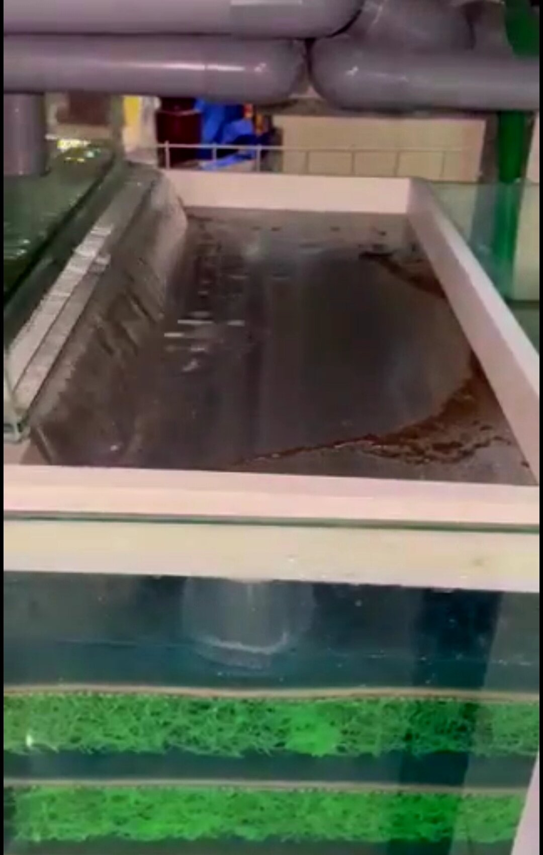 Khay hứng,tách phân cho bể cá cảnh.