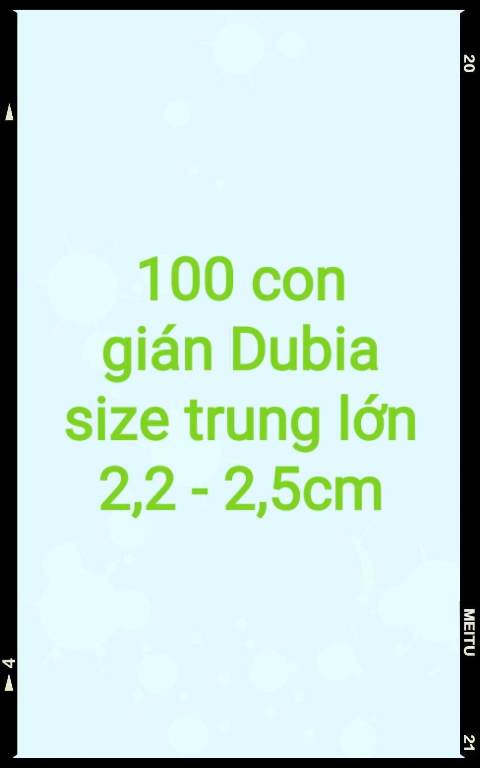 Hộp 100 con gián Dubia size trung lớn 2,2 -2,5cm.