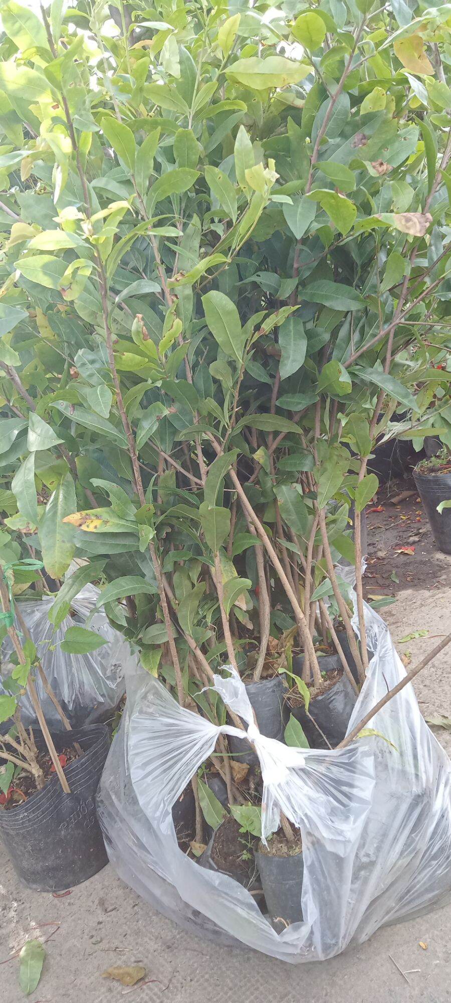 combo 10 cây mai quấn rễ cao từ 70 cm trở lên