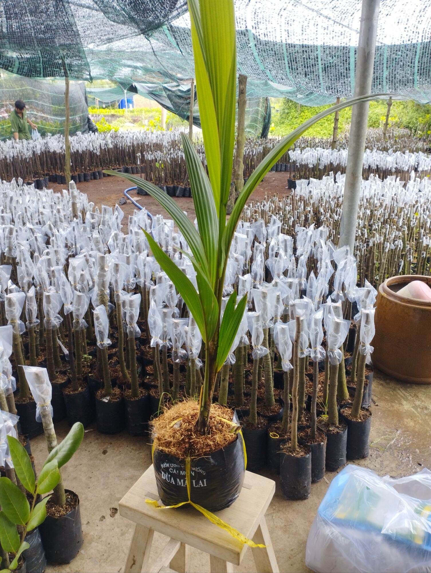 Cây giống đừa xiêm lùn mã lai đỏ