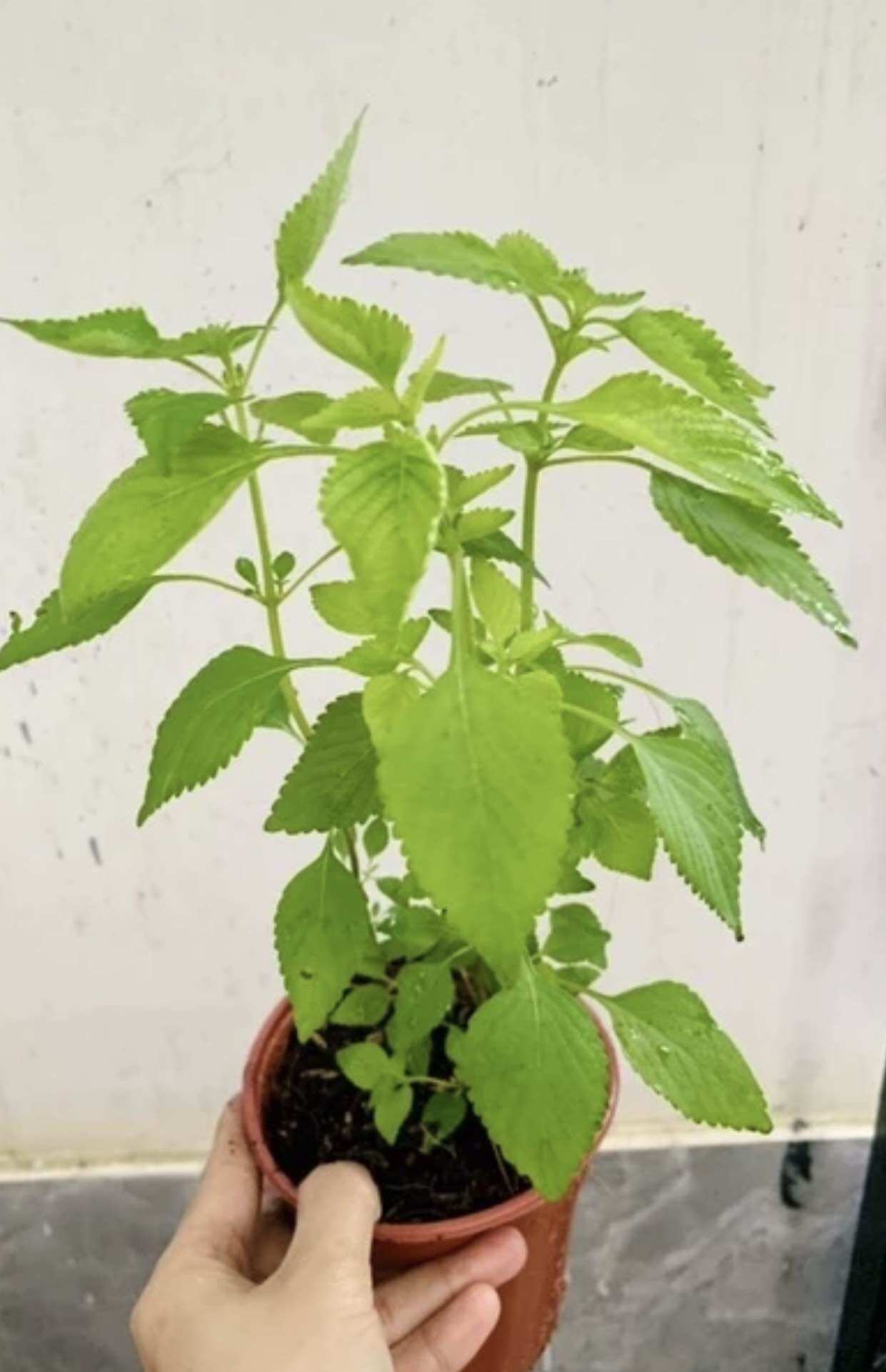 Cây giống Rau kinh giới