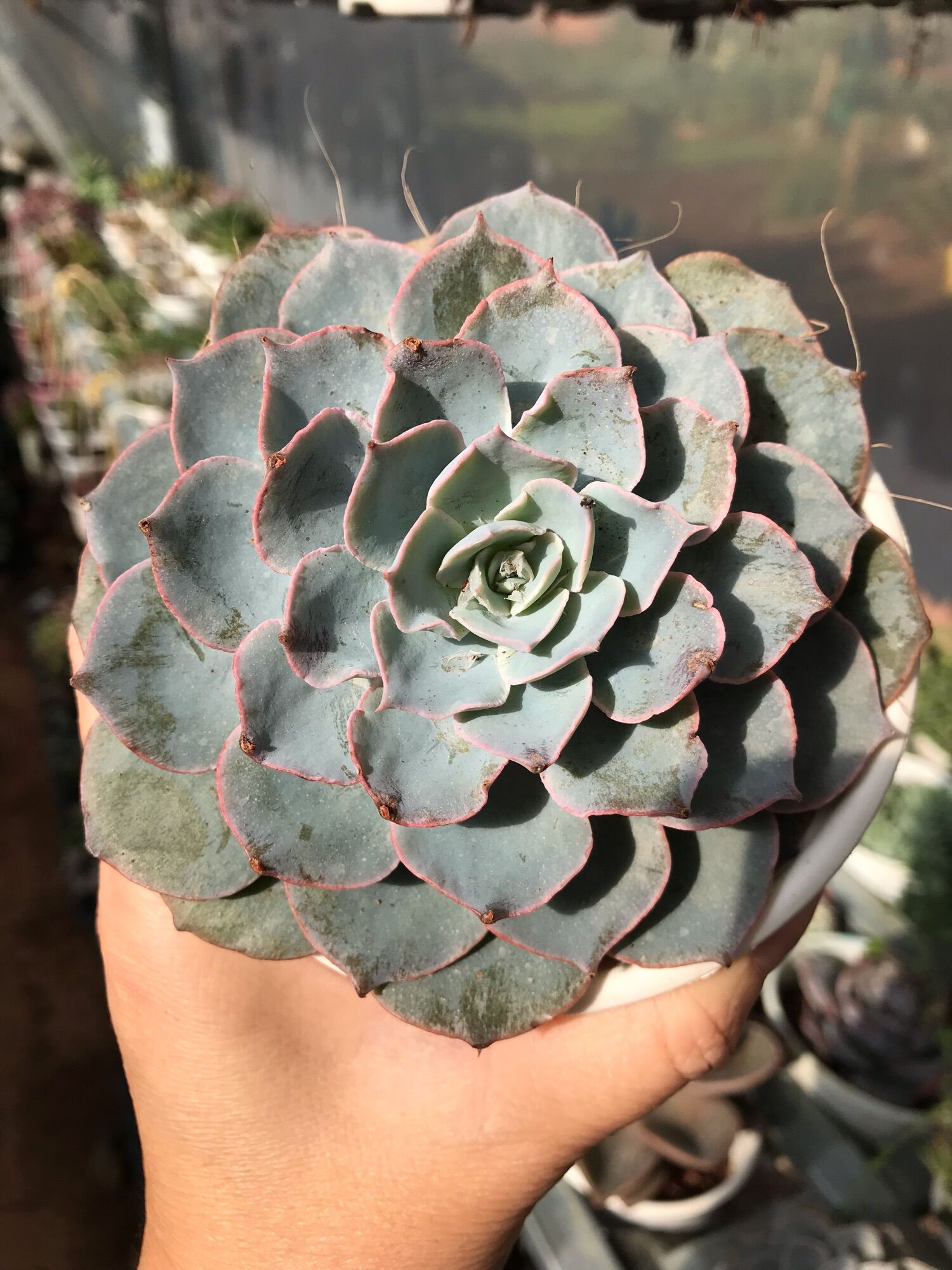 Sen đá hồng phấn cute size chậu trung