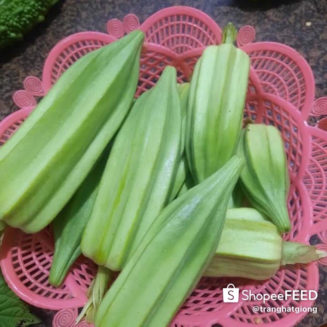 HẠT GIỐNG ĐẬU BẮP KHỔNG LỒ