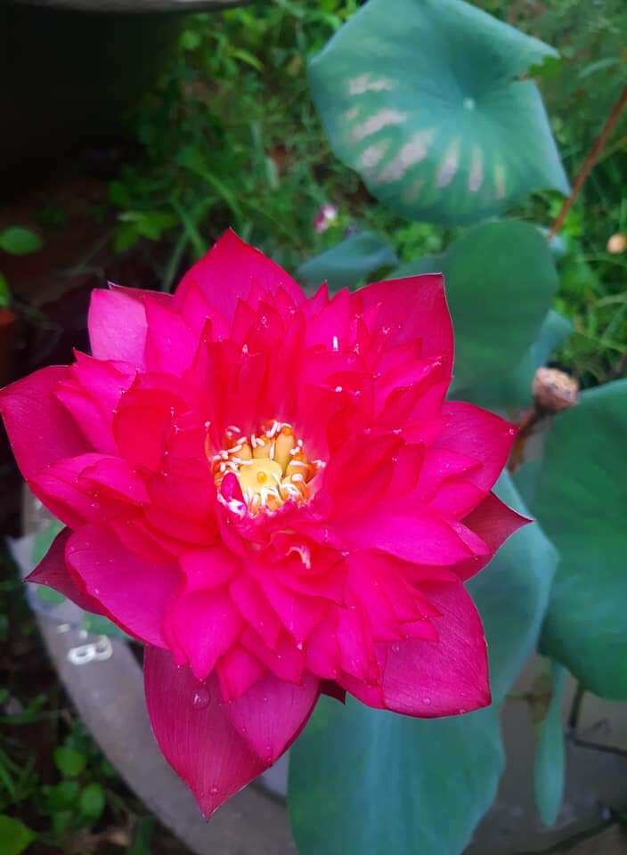 Củ Sen queen of heart rất sai hoa