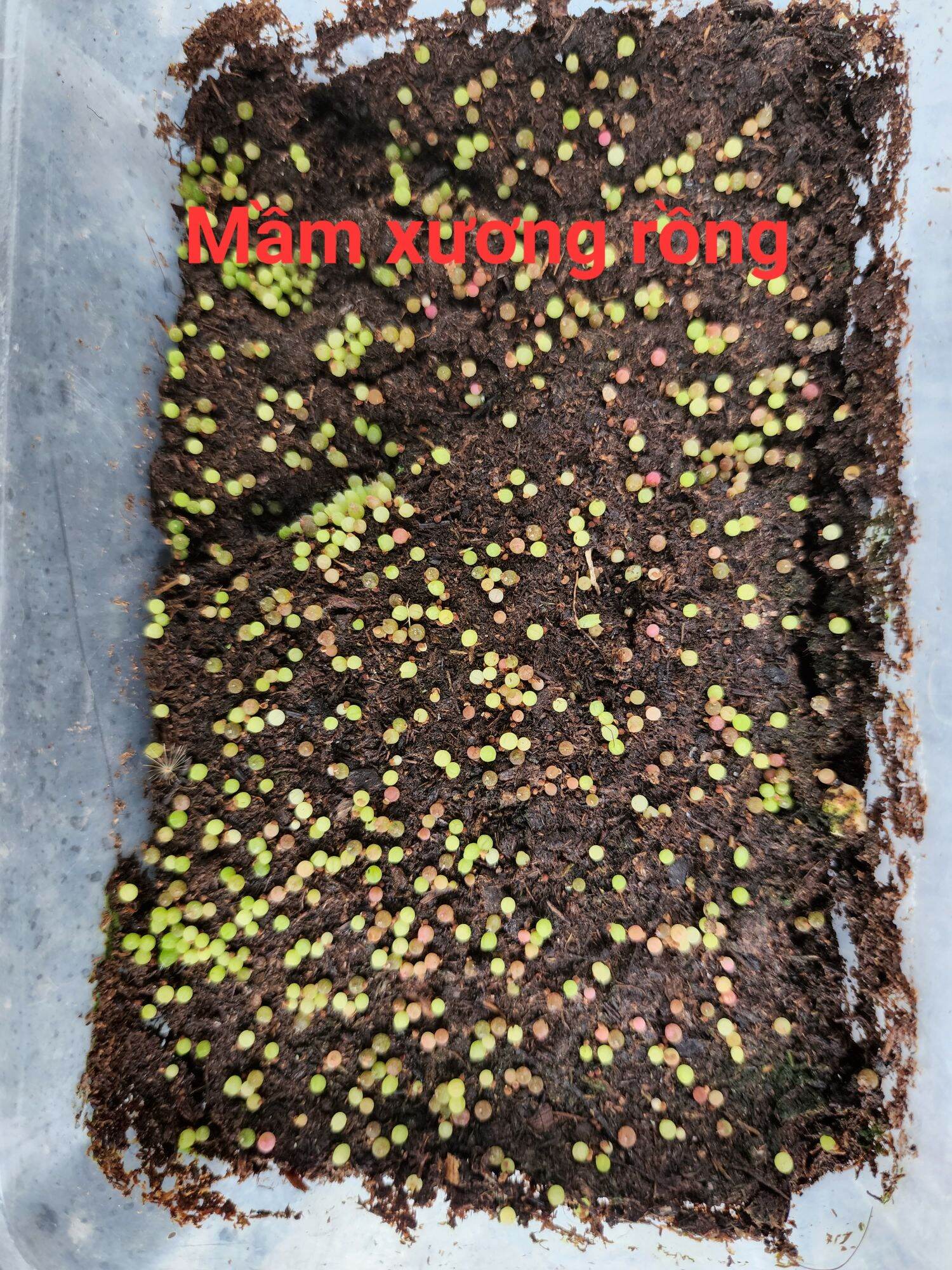 Combo Hộp gieo + Giá thể gieo hạt xương rồng