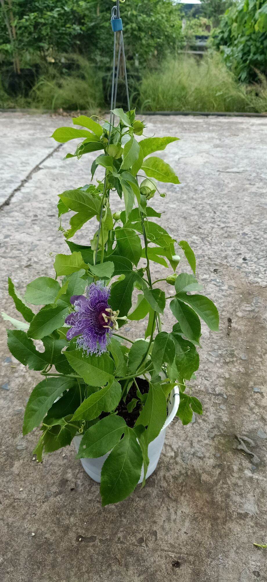 cây sao biển( hoa tím, cây dạng thân leo)- cây kiểng làng hoa sa đéc