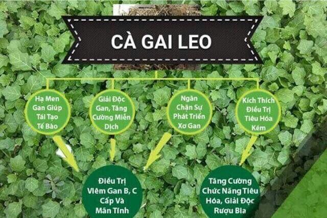 Cao khô rễ cà gai leo