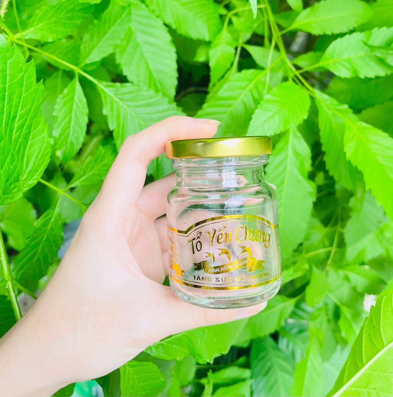 Combo 10 hủ thuỷ tinh chưng yến 70ml + 10 tem ép kim sang trọng