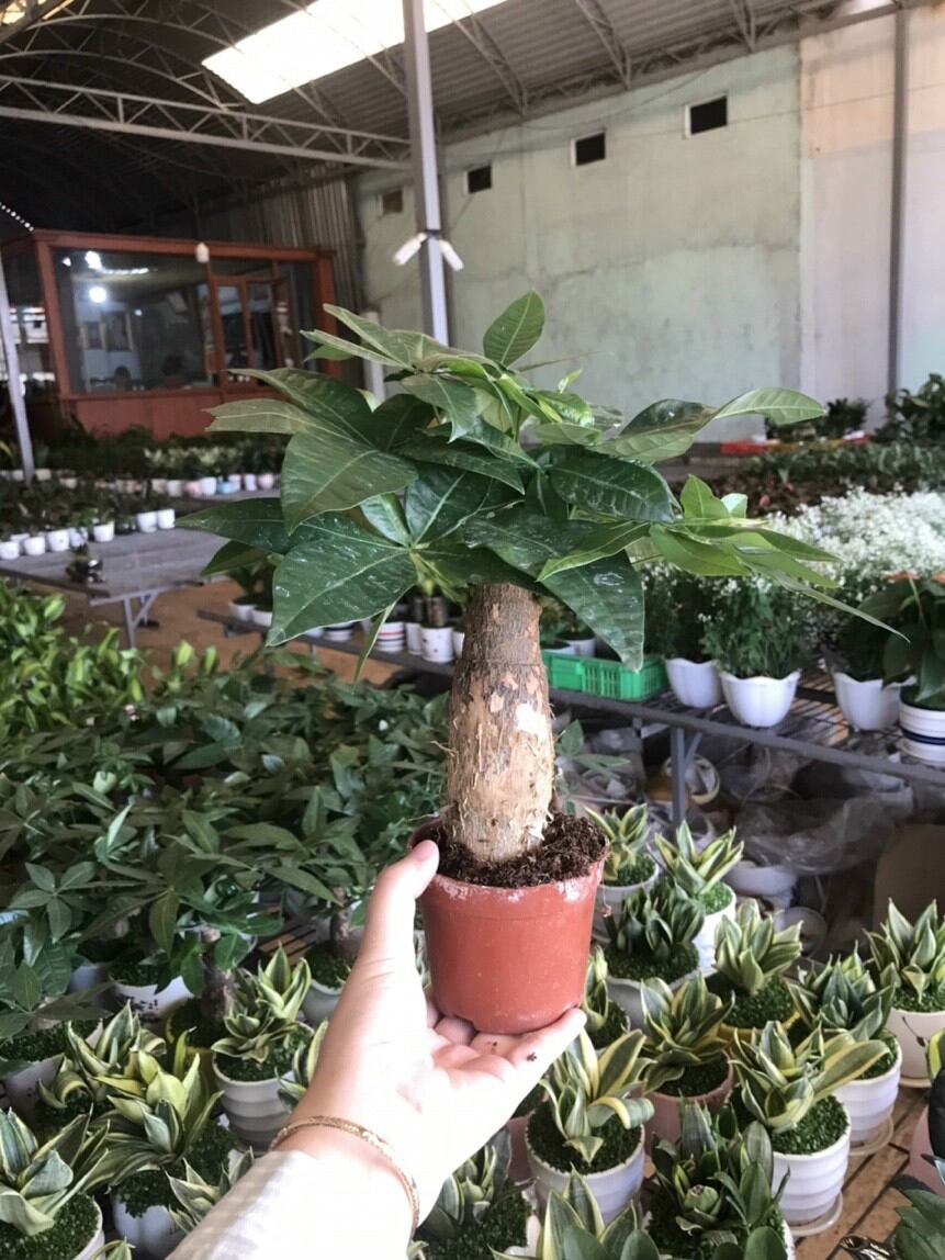 Cây Kim ngân/ Cây phong thủy (chậu nhựa)