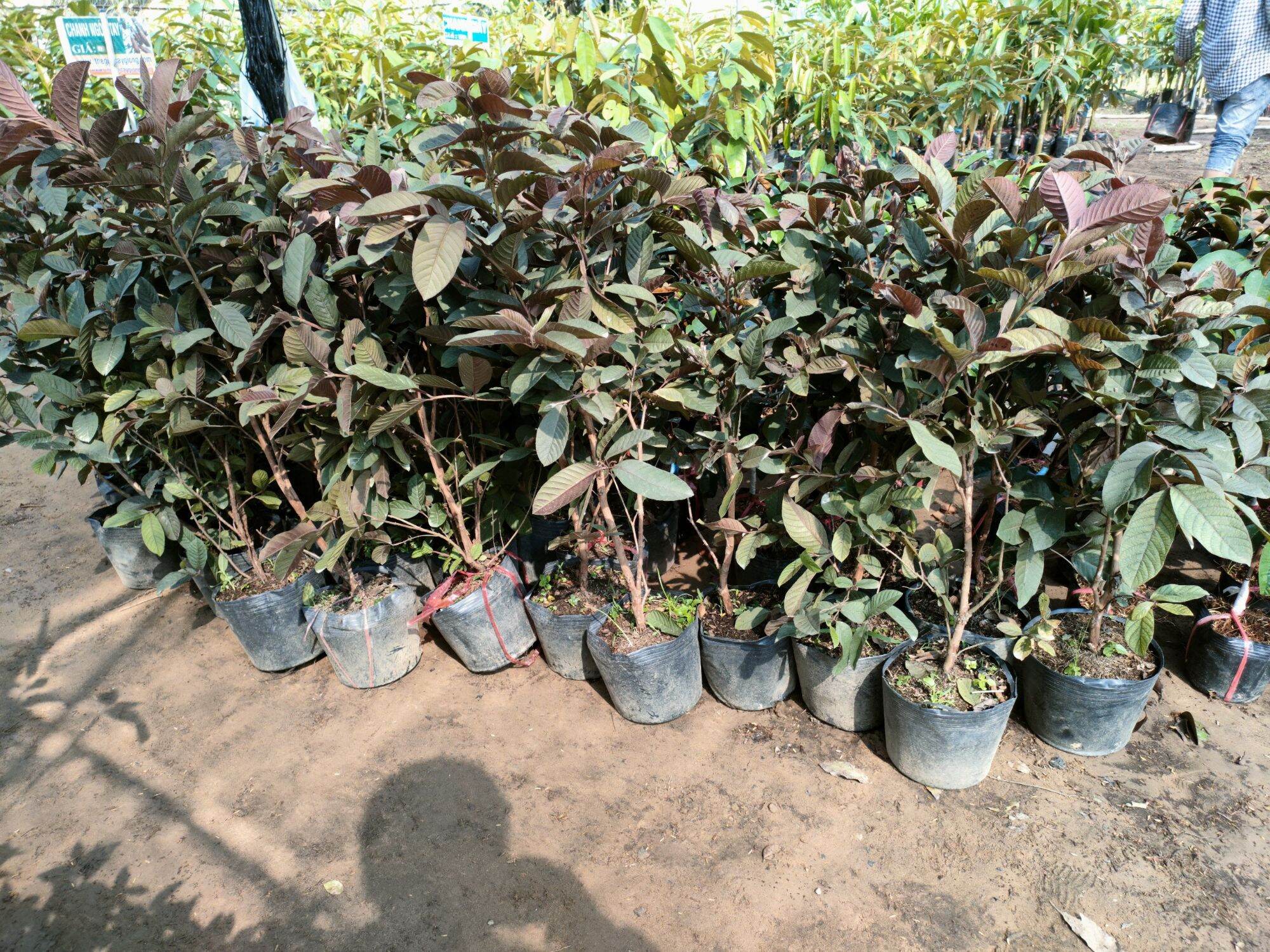 Cây giống ổi tím malaysia