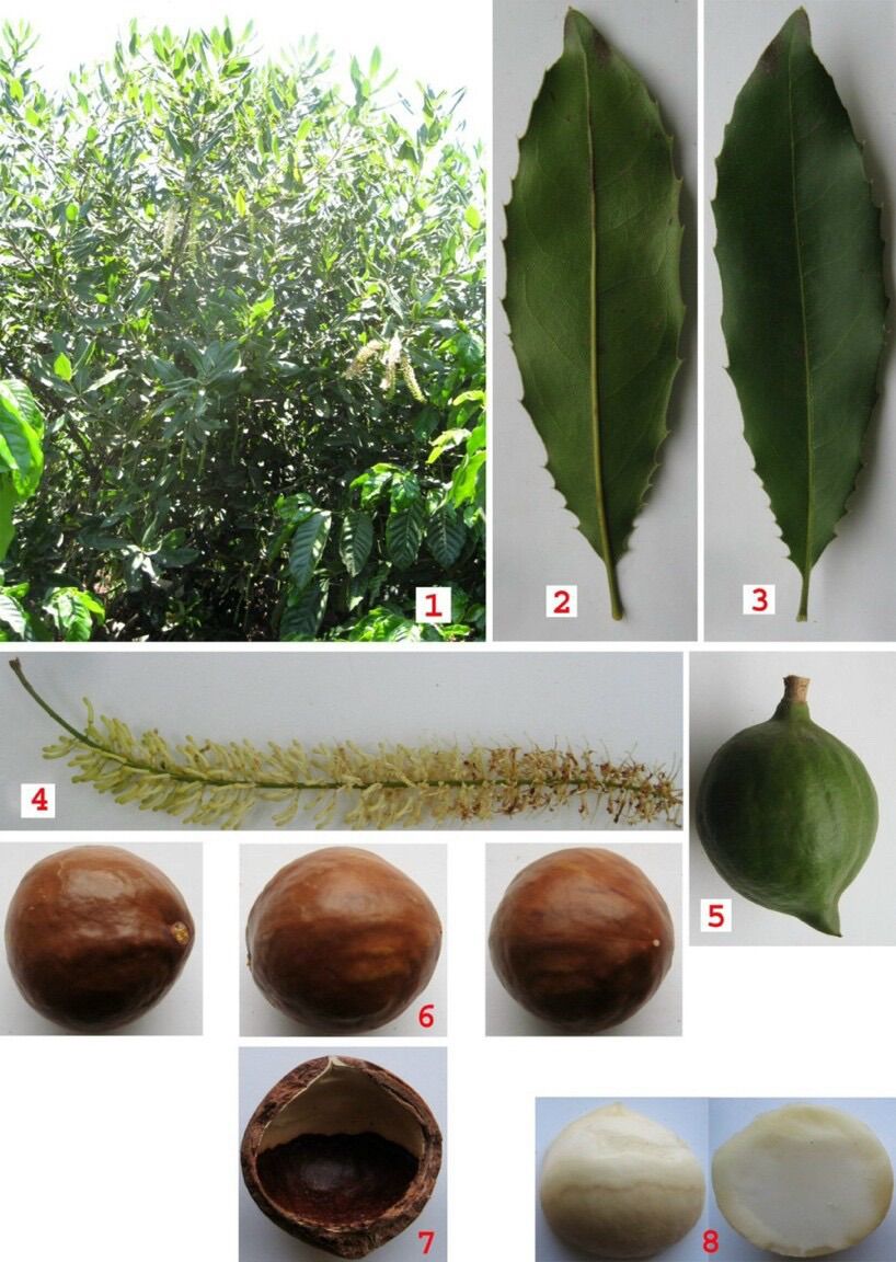 [Size 2.4] 500gram Hạt Macca Nứt Vỏ - Hạt Dinh Dưỡng